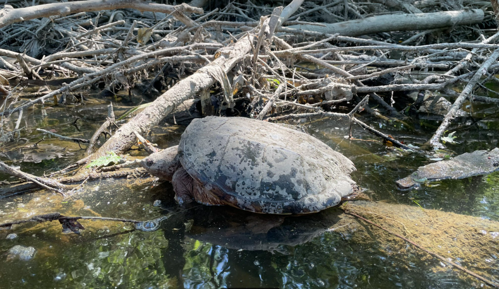 Snapping Turtle on the Flint River 6-28-2022